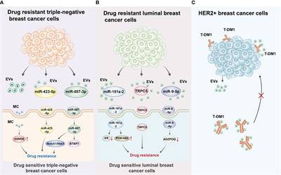 Extracellular vesicles in the treatment and diagnosis of breast cancer: a status update